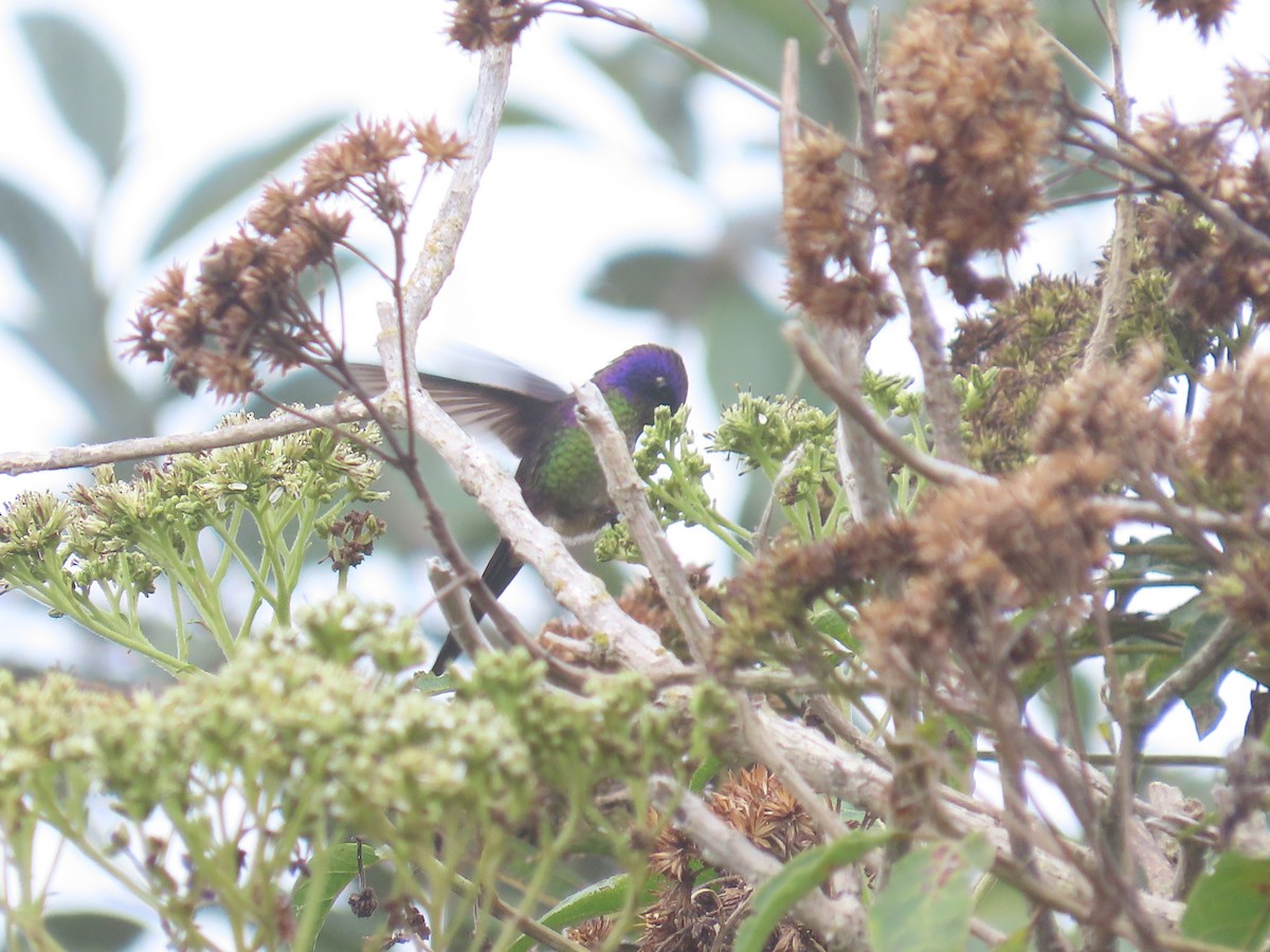 Purple-backed Thornbill - ML647357438