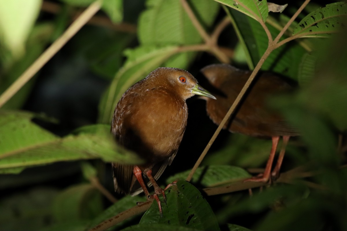 Uniform Crake - ML647357444