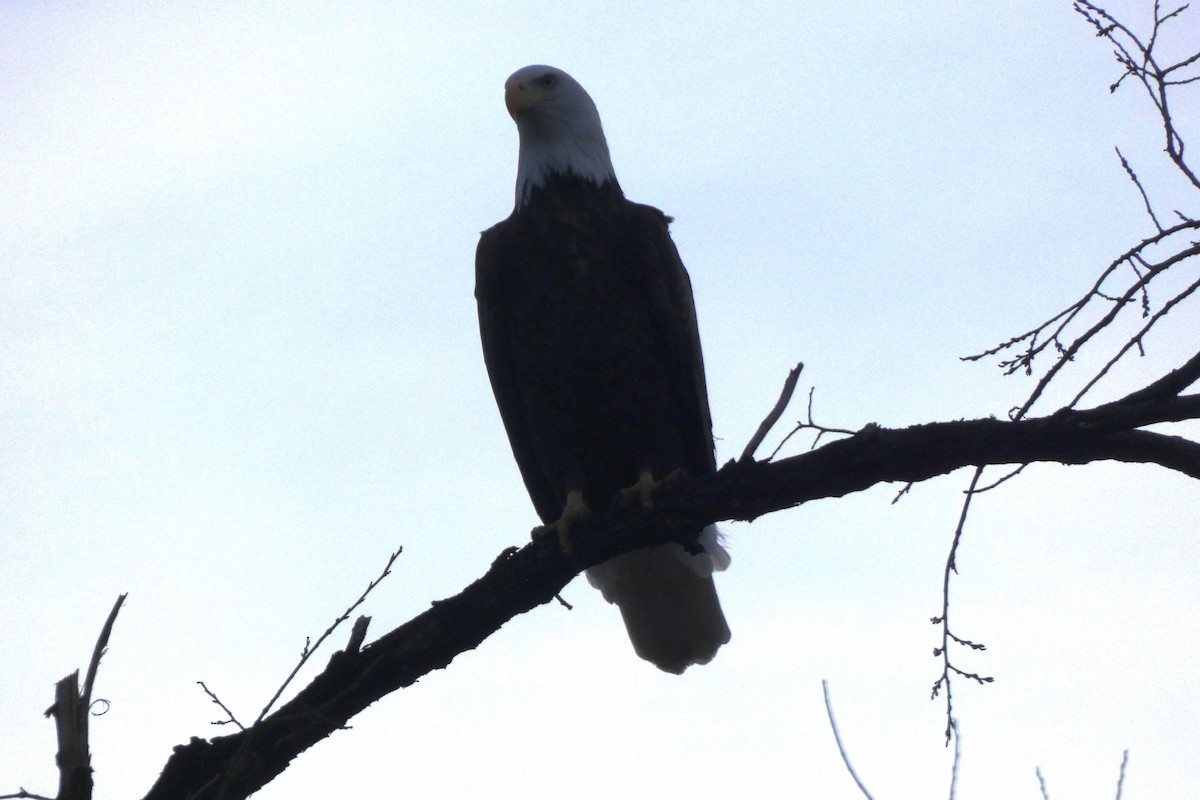 Bald Eagle - ML647357445