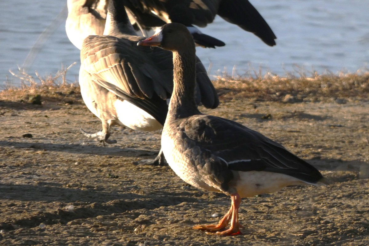 白額雁 - ML647357450