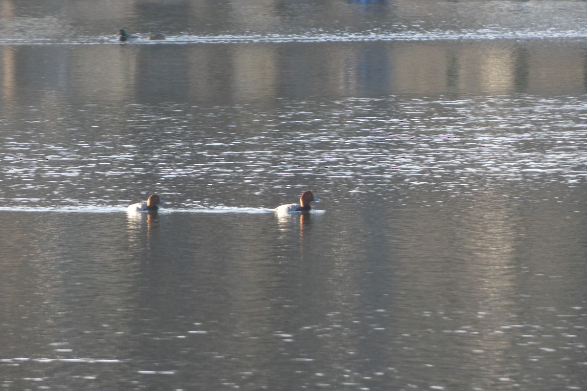 Redhead - ML647357454