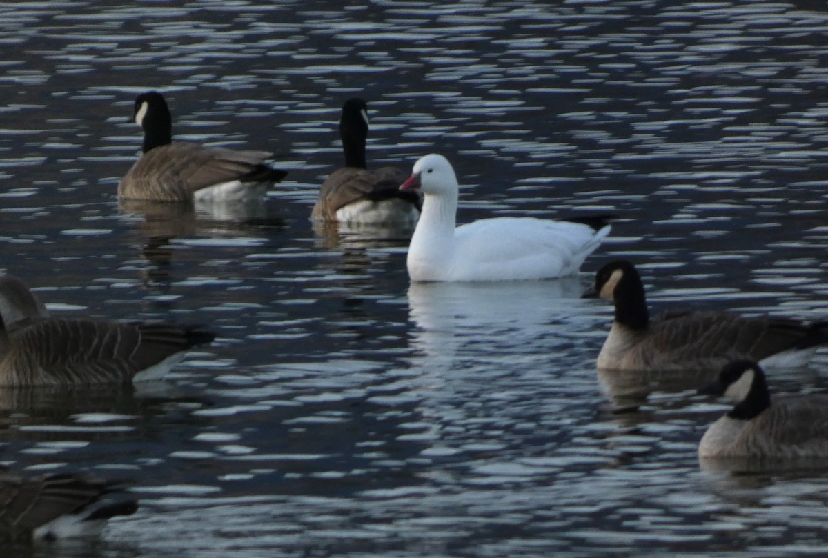 Ross's Goose - ML647357469