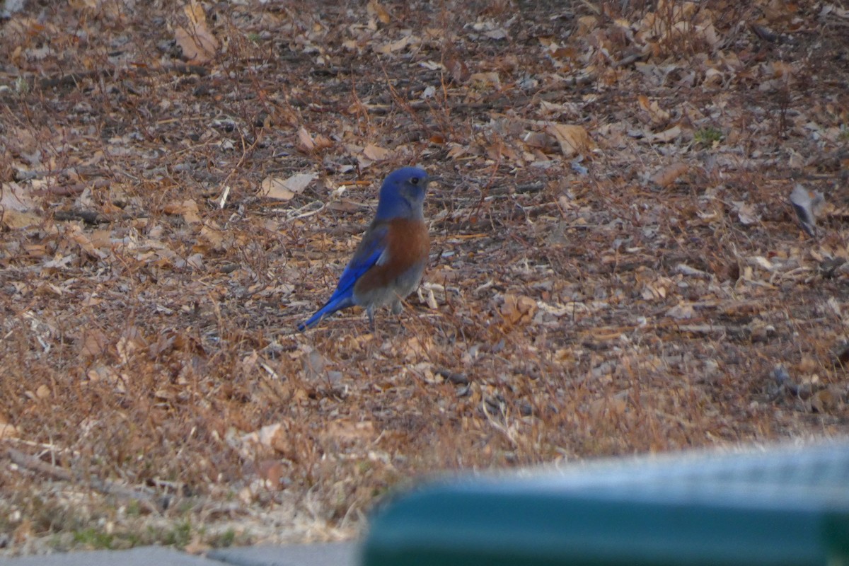 Western Bluebird - ML647357476