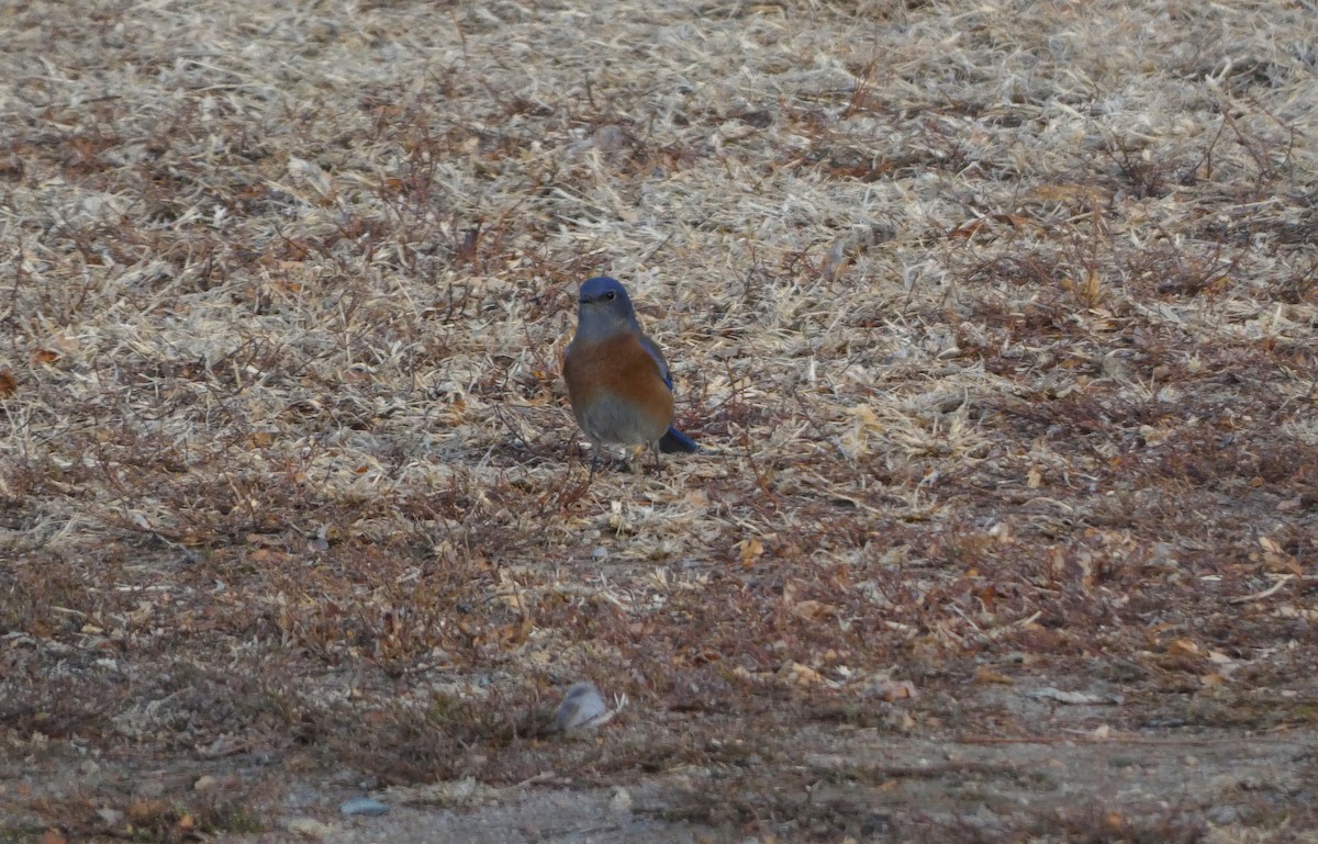 Western Bluebird - ML647357477