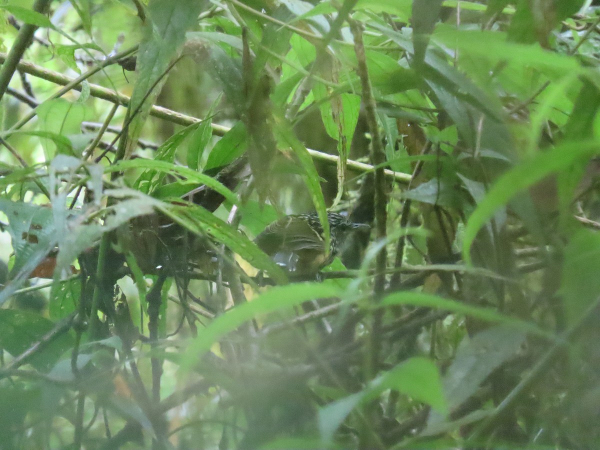 Streak-headed Antbird - ML647357491