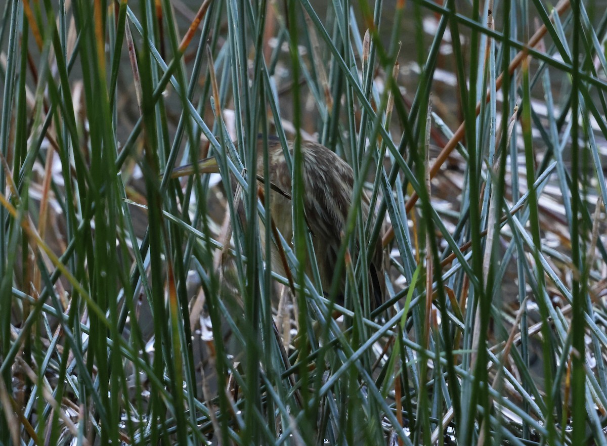Yellow Bittern - ML647357504