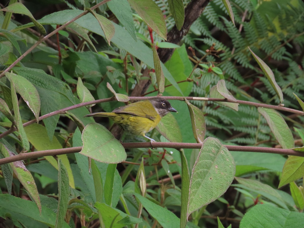 Common Chlorospingus - ML647357505