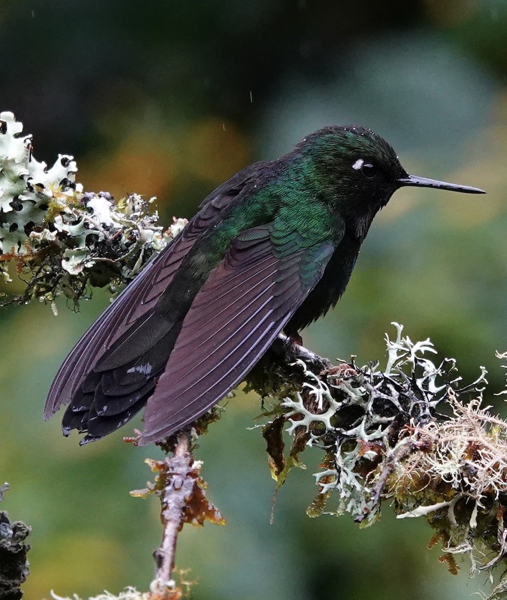 Tourmaline Sunangel - ML647357506