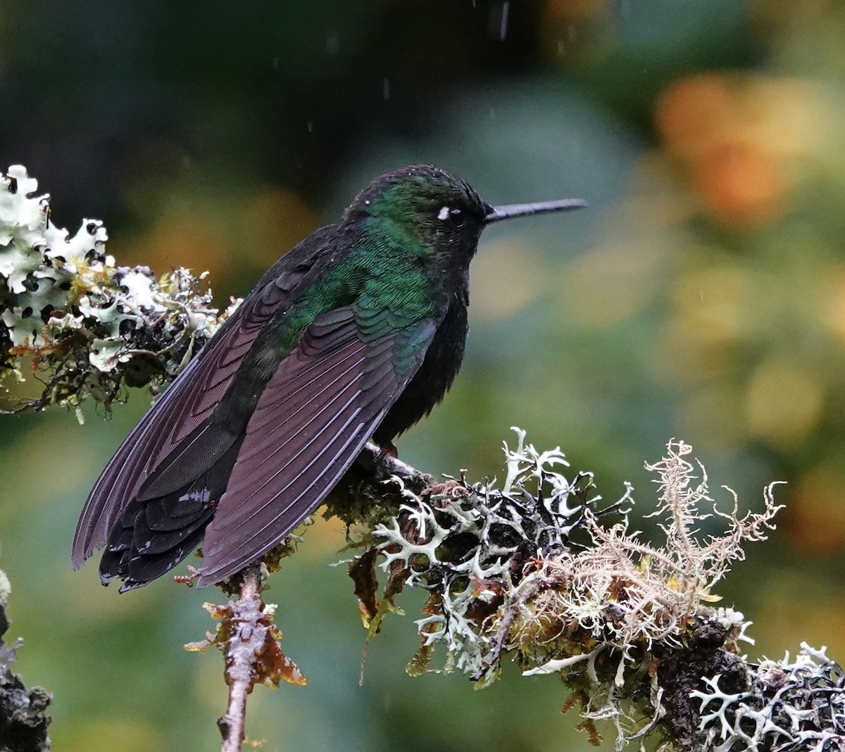 Tourmaline Sunangel - ML647357507