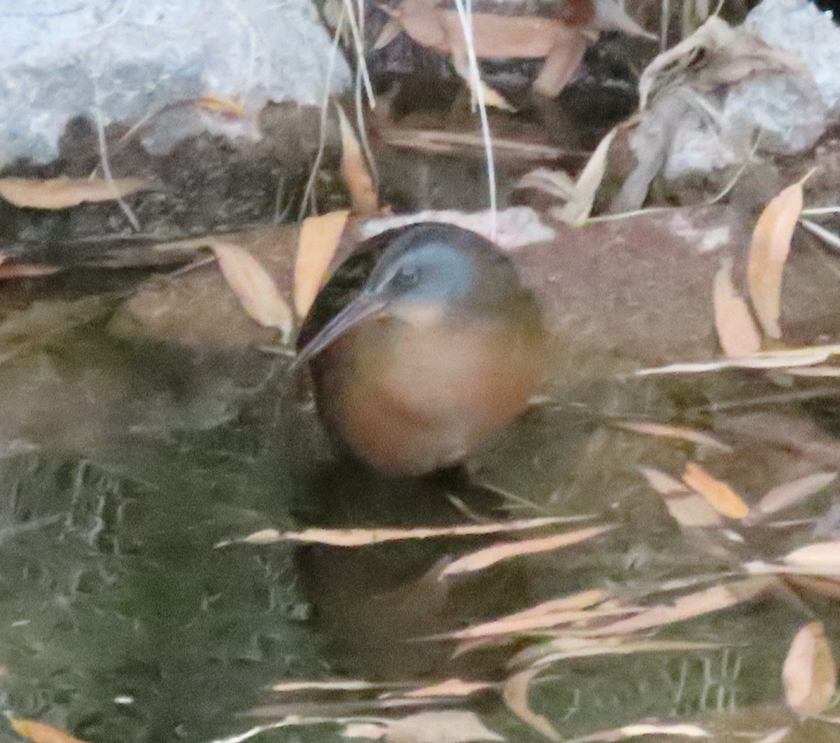 Virginia Rail - ML647357510