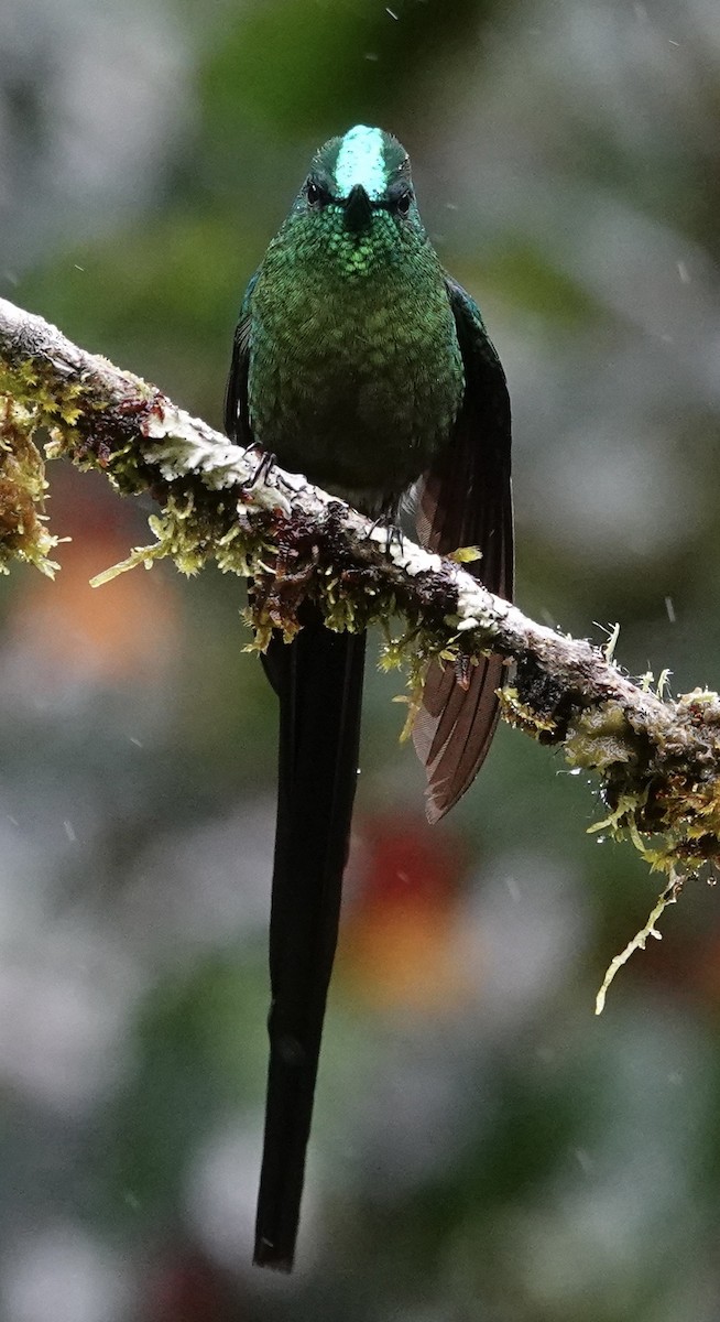 Long-tailed Sylph - ML647357513