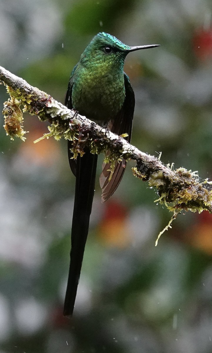 Long-tailed Sylph - ML647357514
