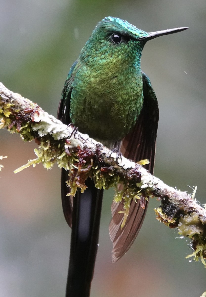 Long-tailed Sylph - ML647357515
