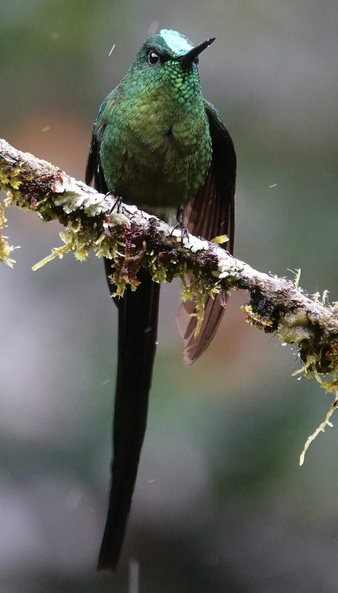 Long-tailed Sylph - ML647357516