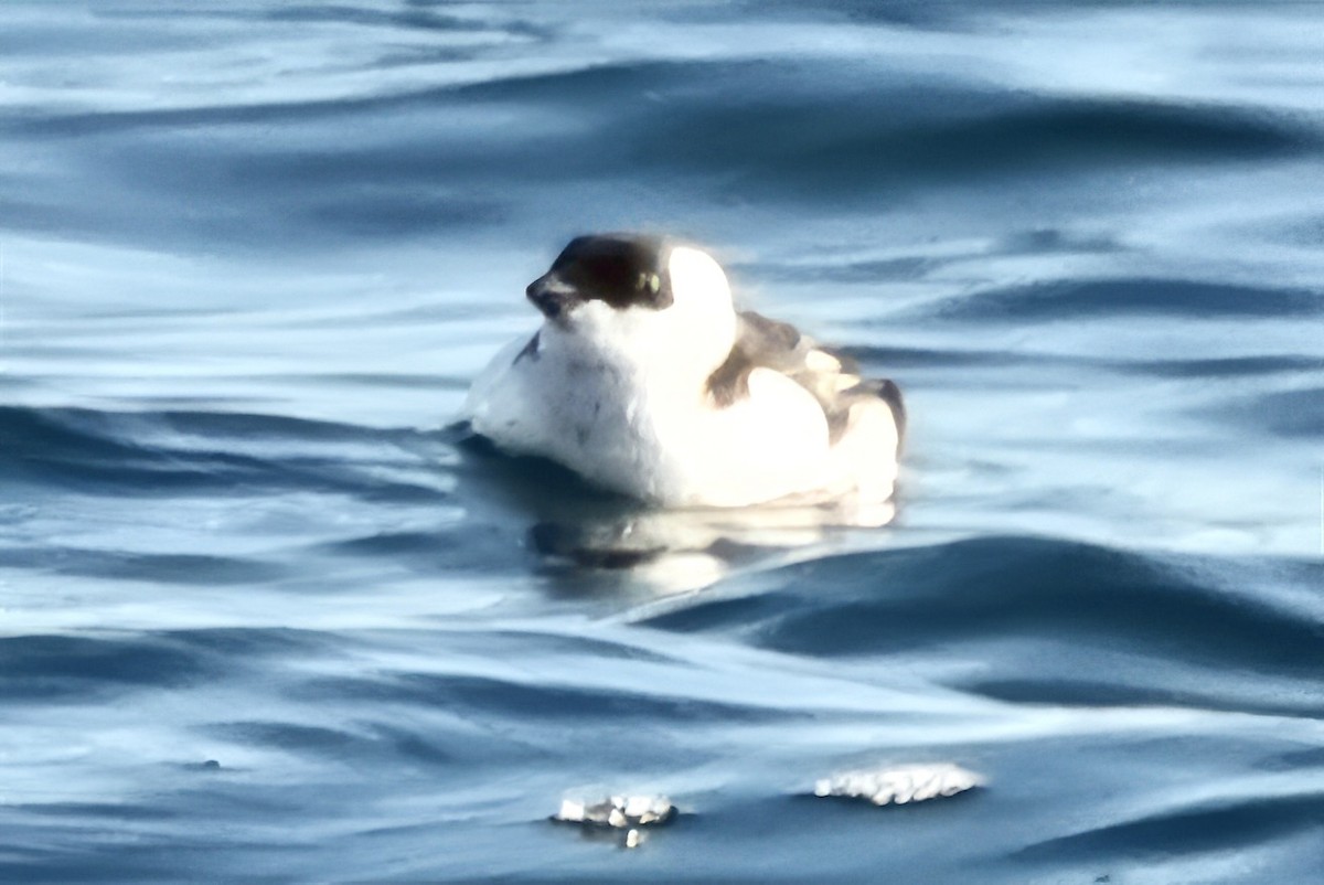 Küçük Alk - ML647357518