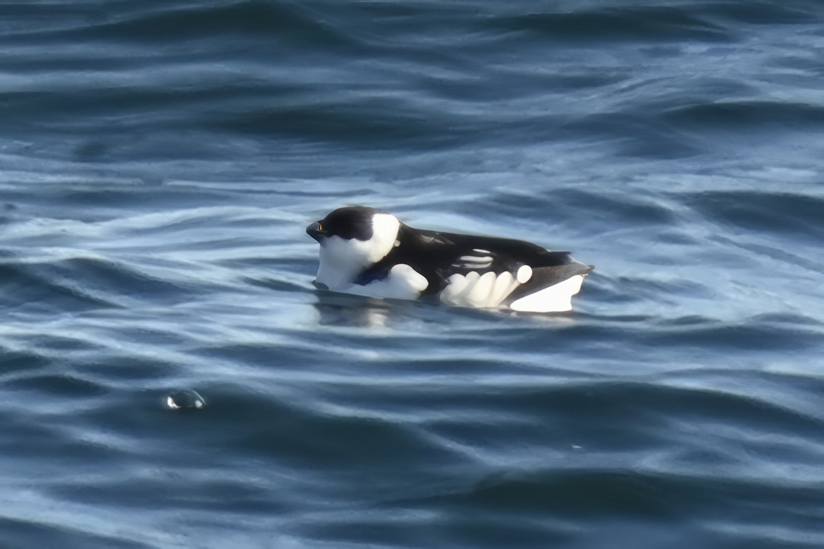 Küçük Alk - ML647357519