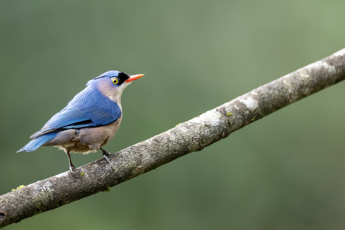 Velvet-fronted Nuthatch - ML647357520
