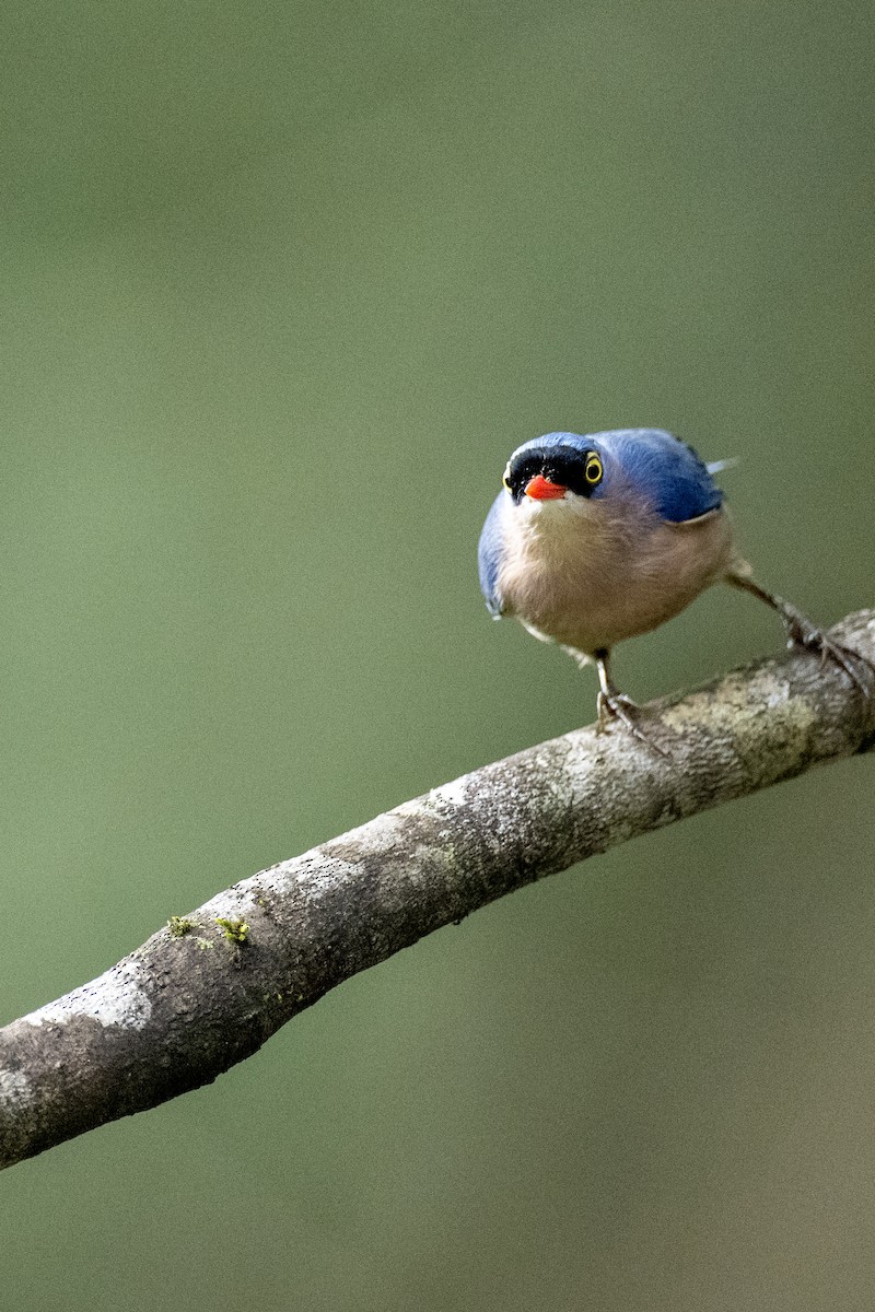 Velvet-fronted Nuthatch - ML647357521