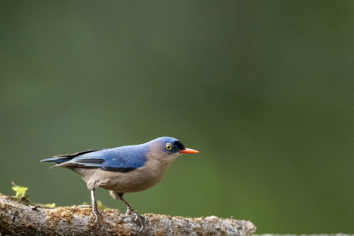 Velvet-fronted Nuthatch - ML647357522