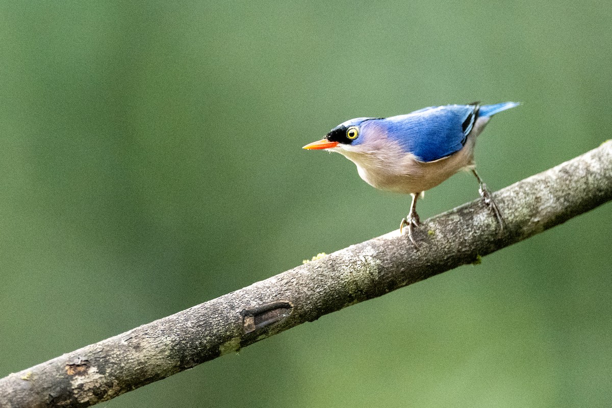 Velvet-fronted Nuthatch - ML647357523