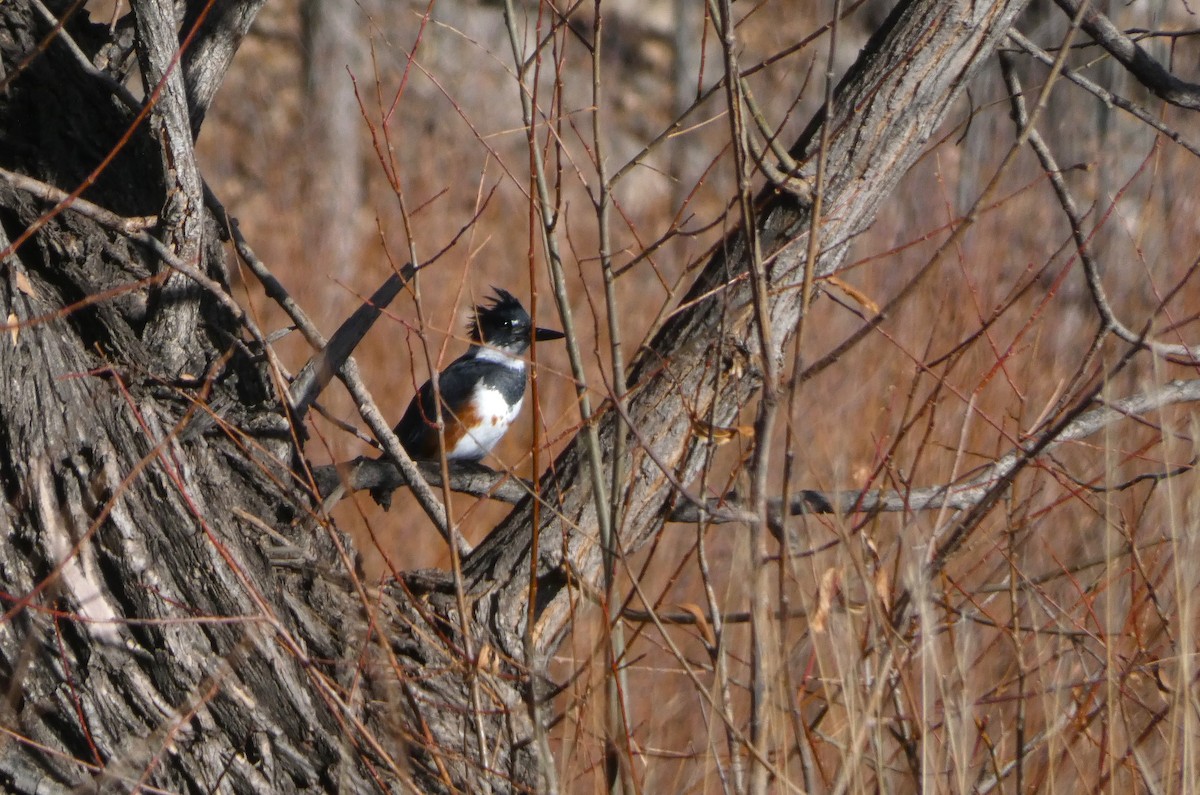 Belted Kingfisher - ML647357528