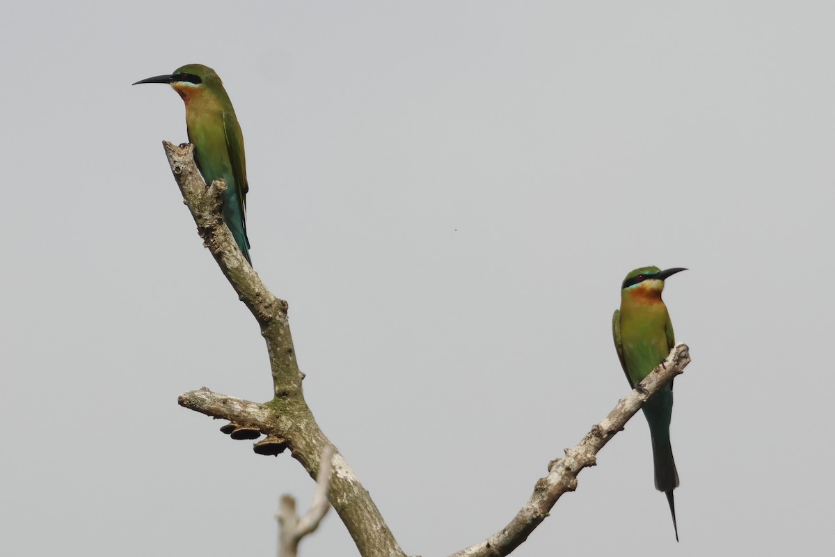Blue-tailed Bee-eater - ML647357529