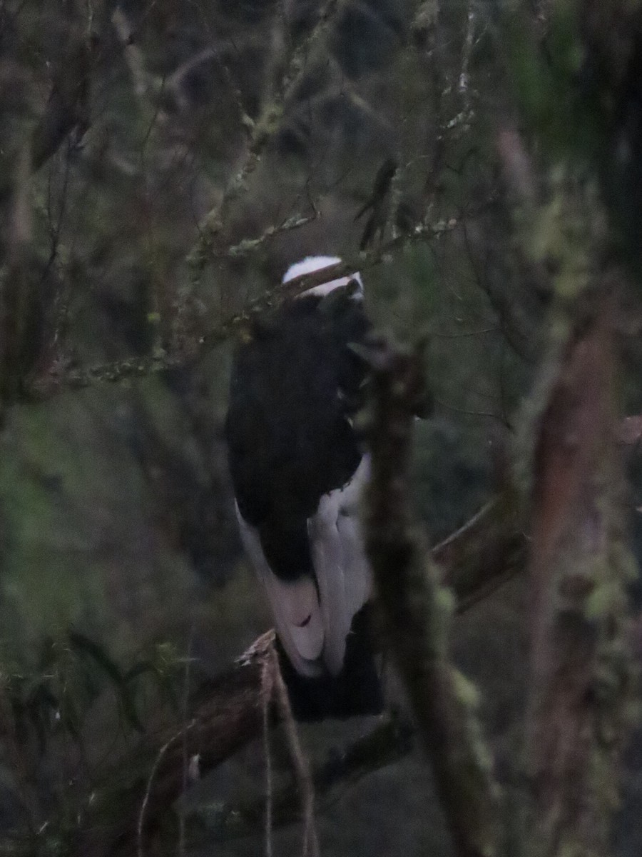 Andean Condor - ML647357538