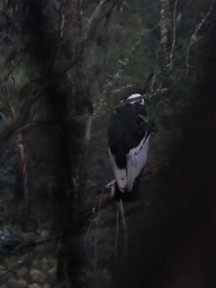 Andean Condor - ML647357539