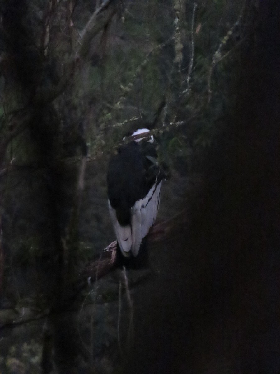 Andean Condor - ML647357540