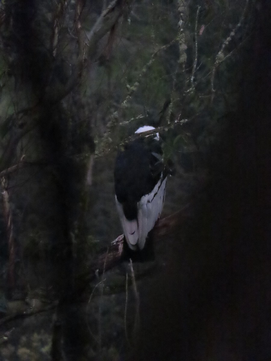 Andean Condor - ML647357541