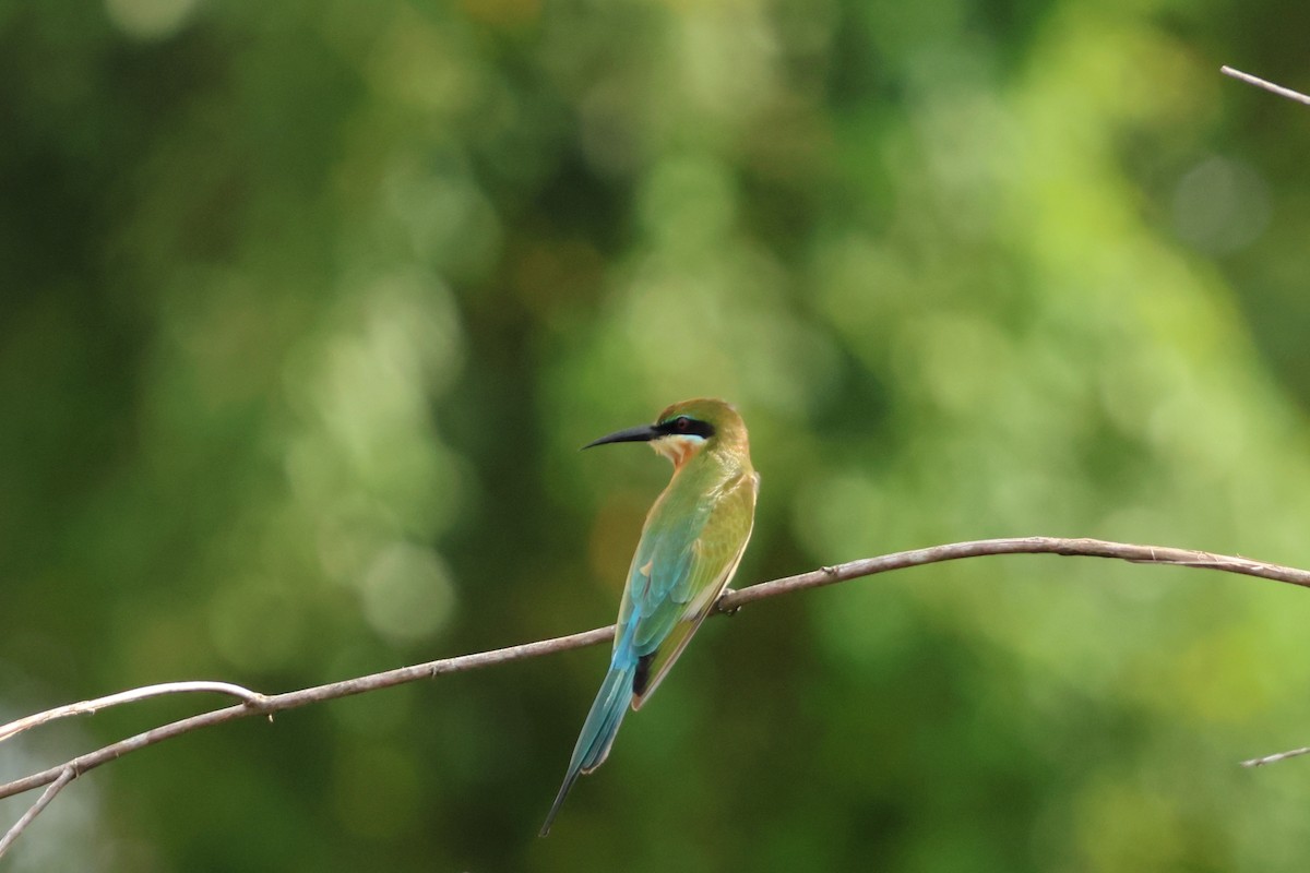Blue-tailed Bee-eater - ML647357543