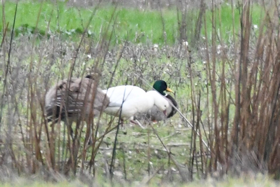 Ross's Goose - ML647357549