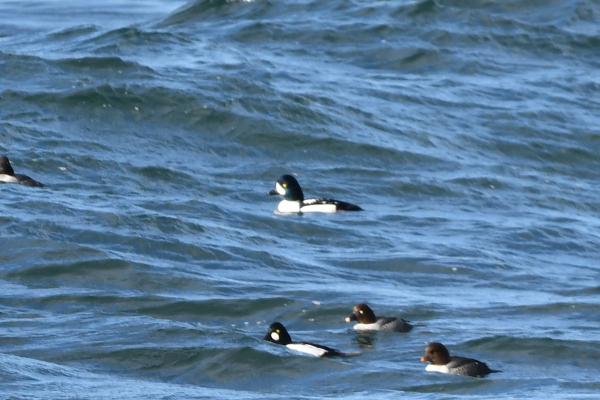 Barrow's Goldeneye - ML647357552