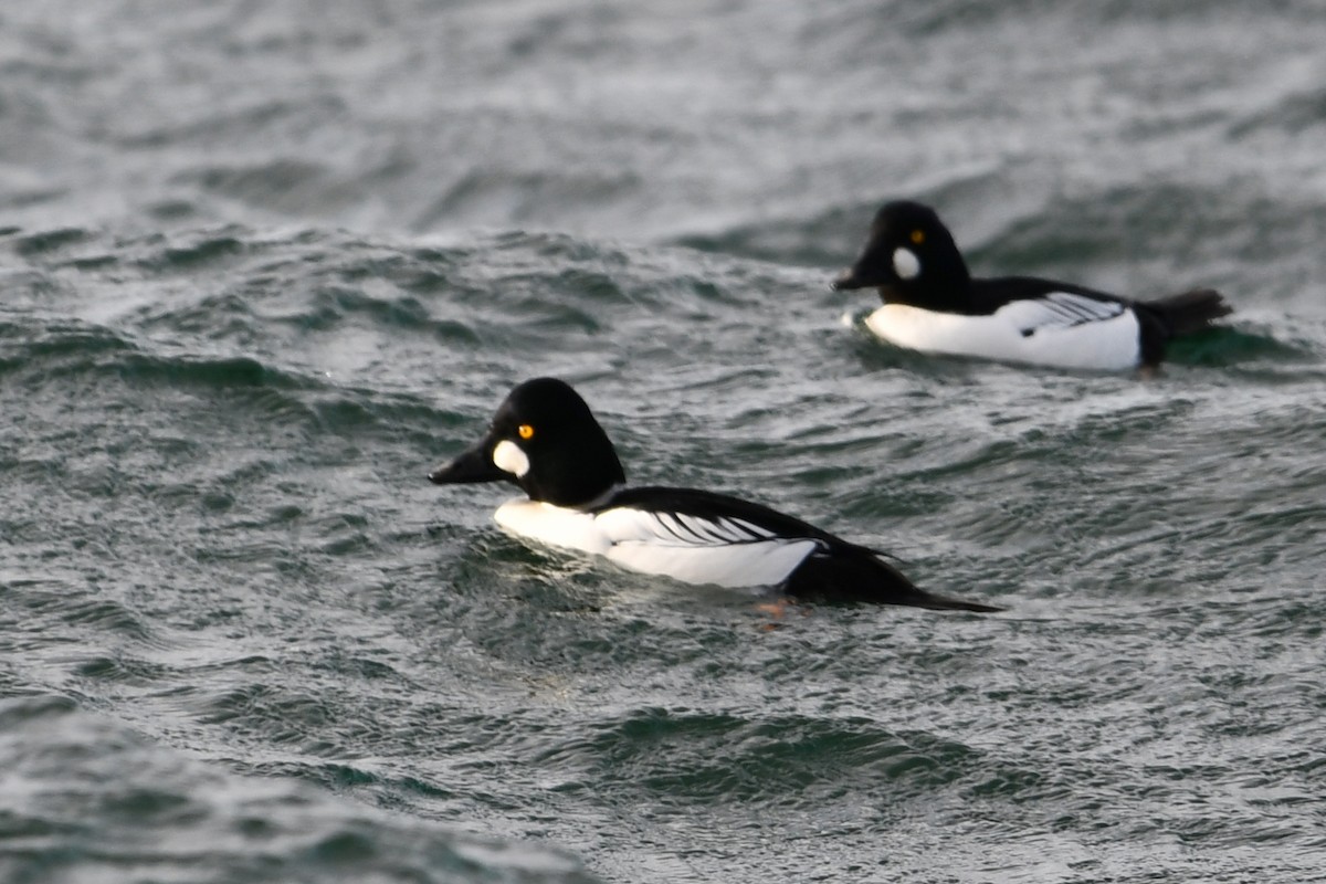Common Goldeneye - ML647357553