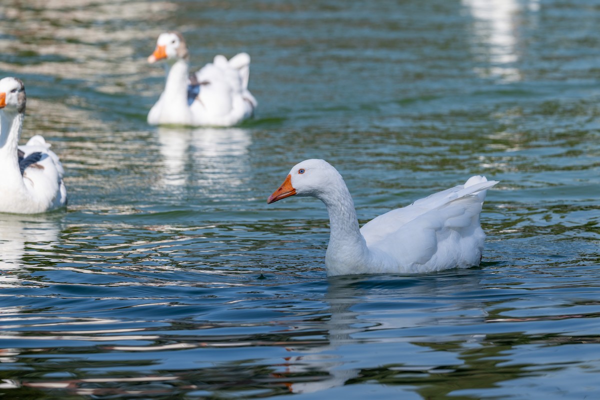אווז אפור (מבוית) - ML647357556