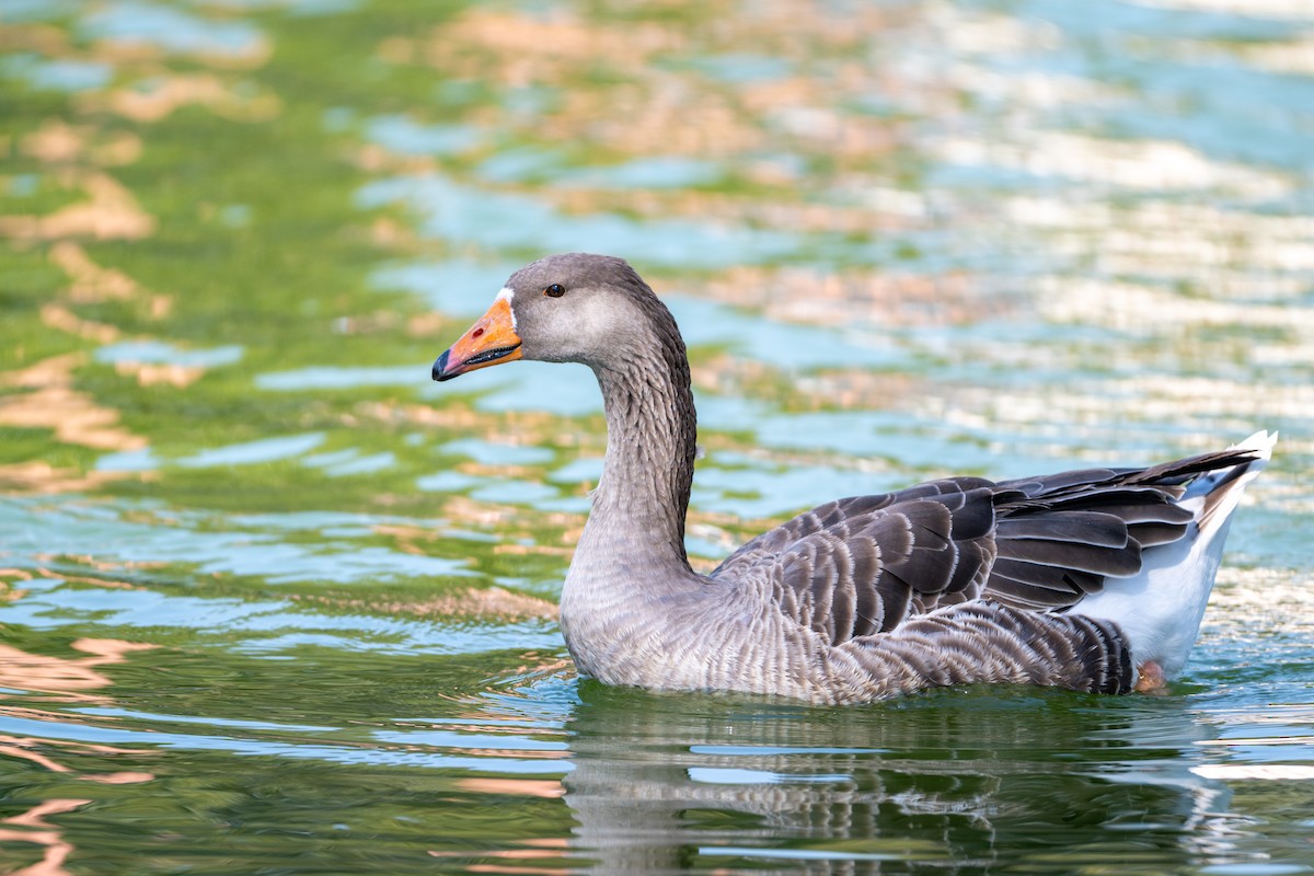אווז אפור (מבוית) - ML647357558