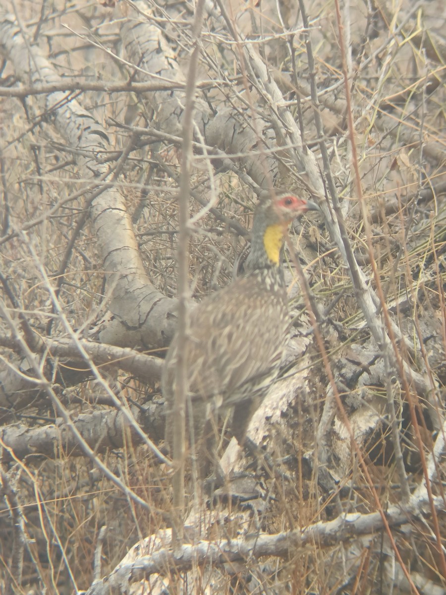 Yellow-necked Spurfowl - ML647357567