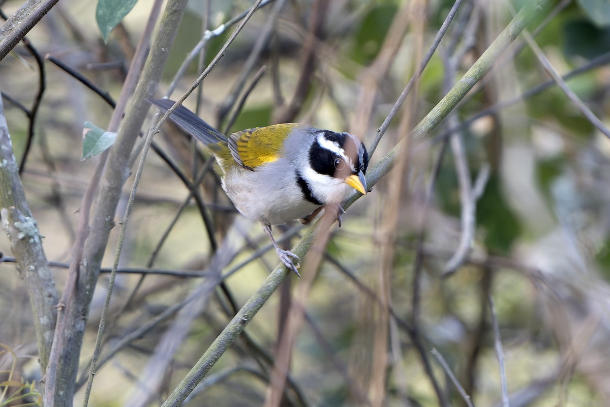 Moss-backed Sparrow - ML647357570