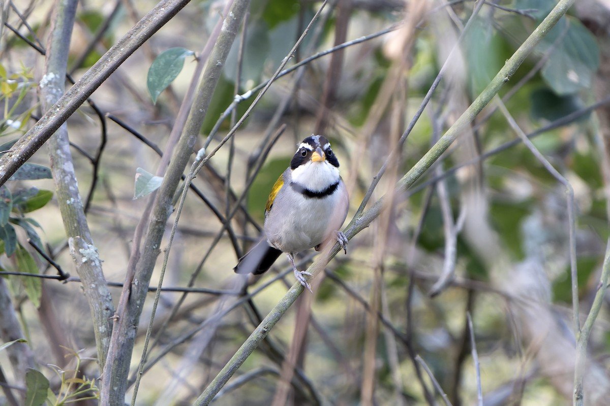 Moss-backed Sparrow - ML647357572