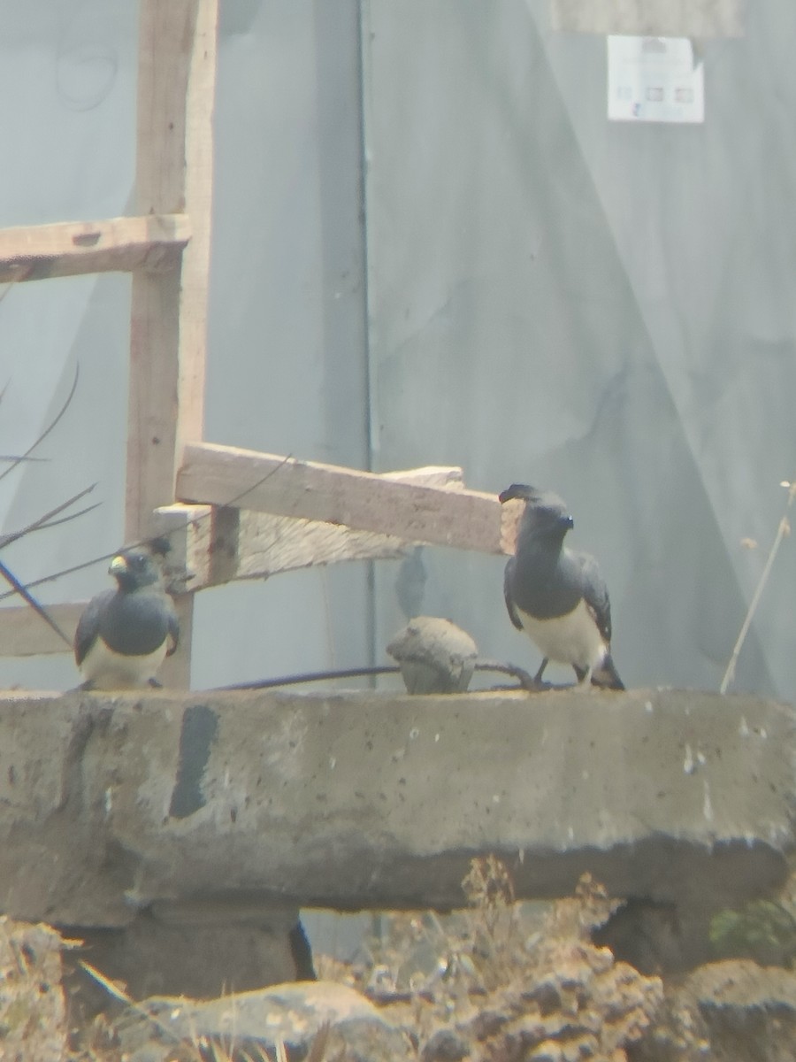 White-bellied Go-away-bird - ML647357573