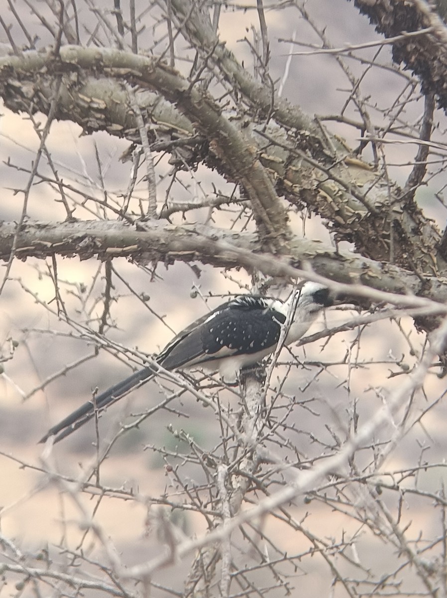 Von der Decken's Hornbill - ML647357579