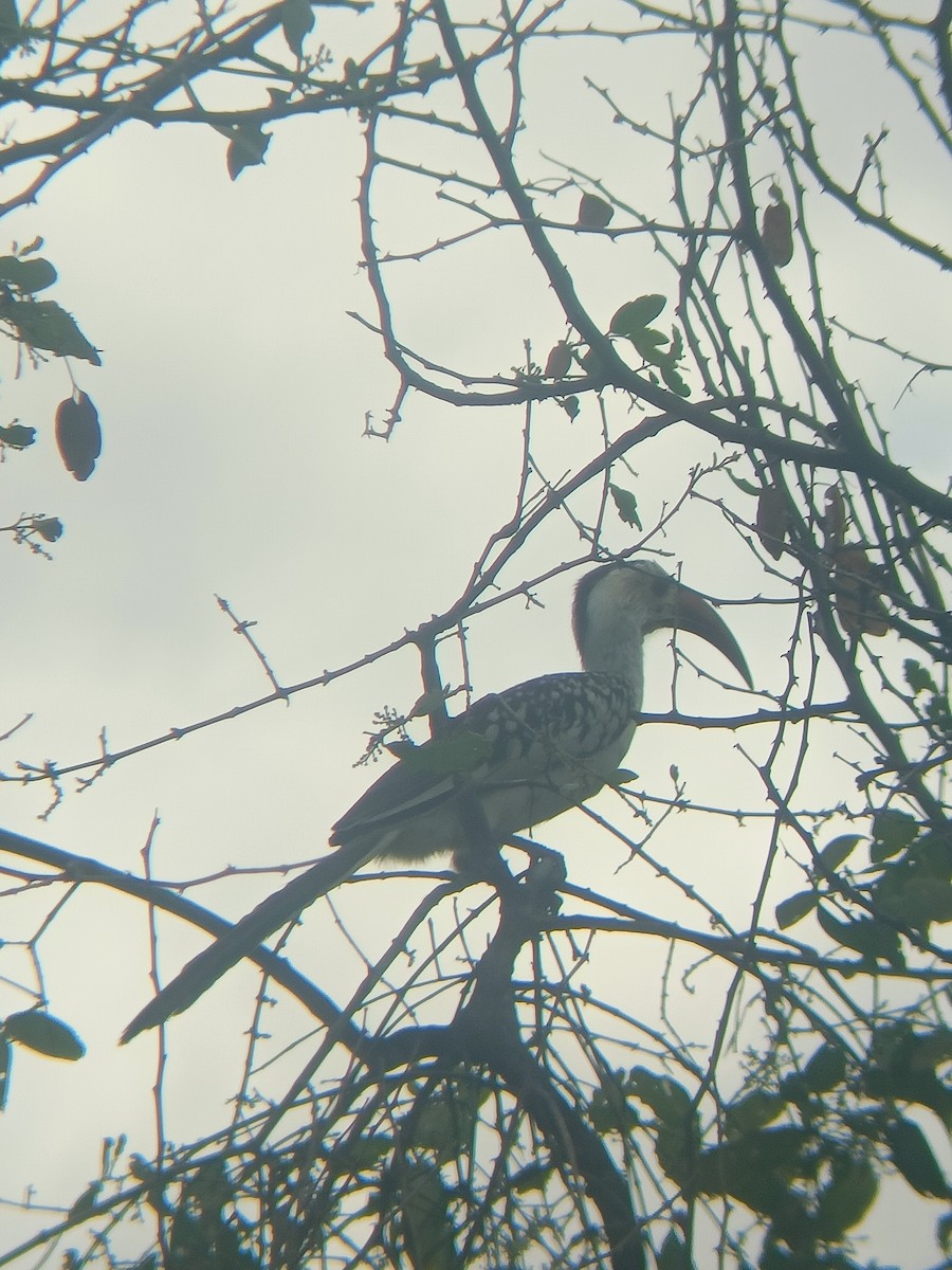 Von der Decken's Hornbill - ML647357580