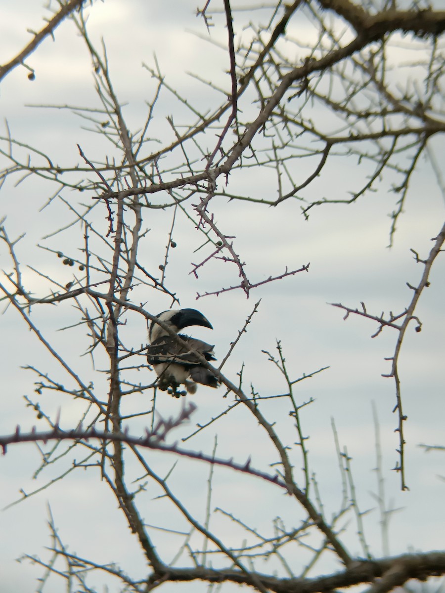 Von der Decken's Hornbill - ML647357581