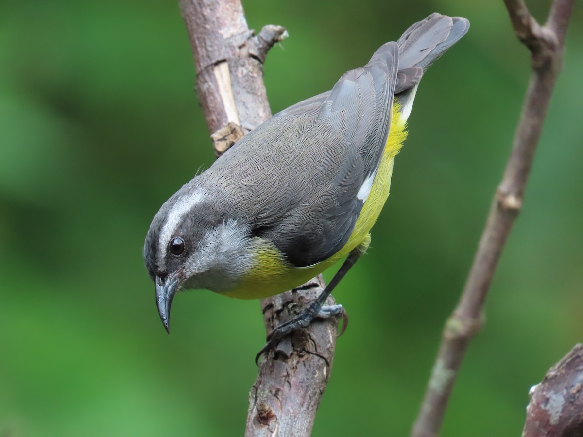 Bananaquit - ML647357582