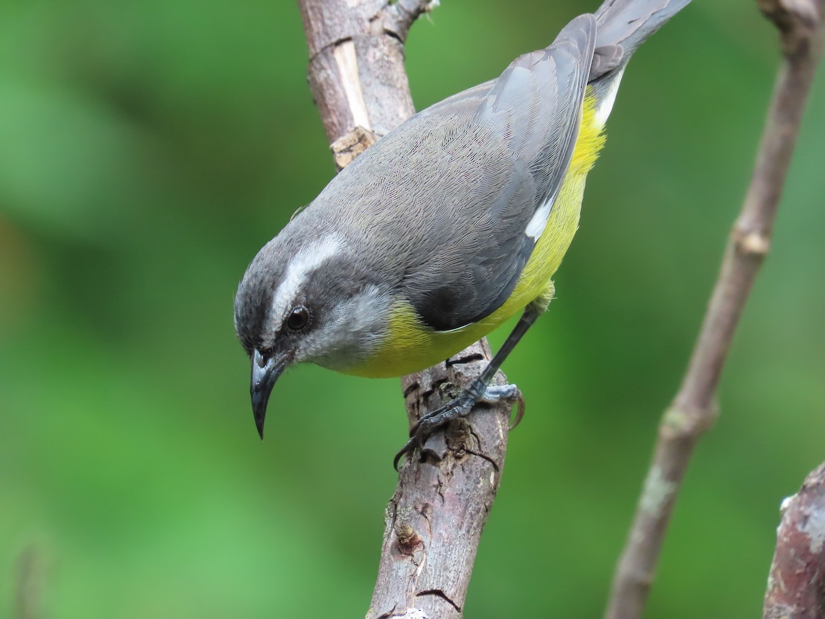 Bananaquit - ML647357583