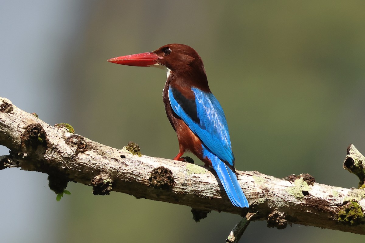 White-throated Kingfisher - ML647357585