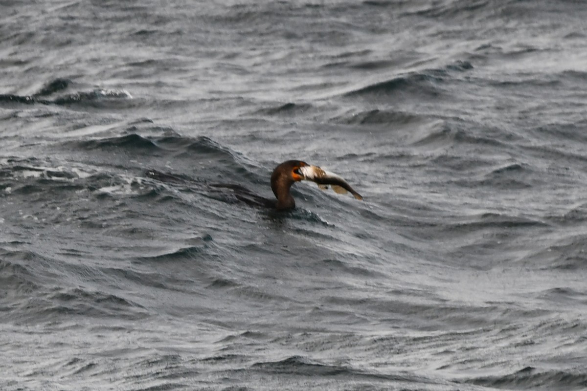 Ушастый баклан - ML647357593