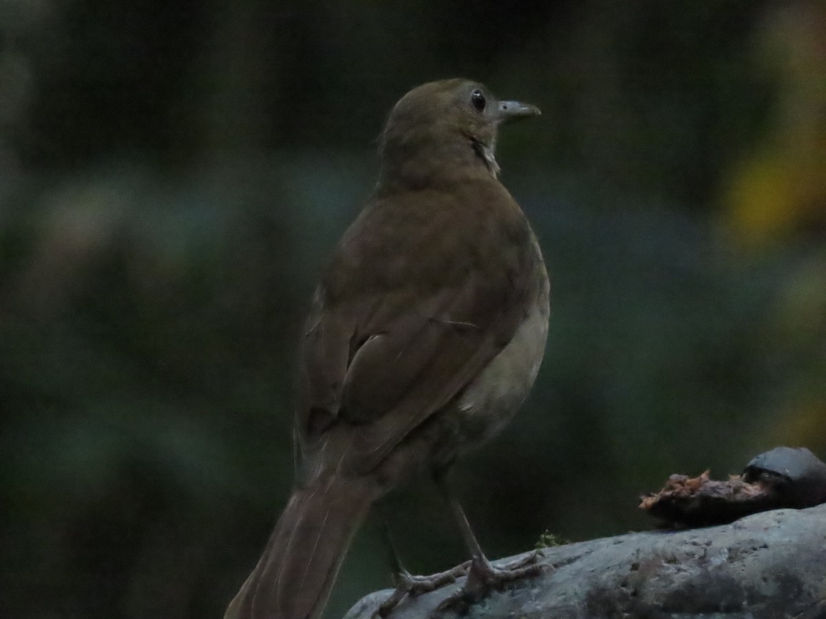 Cocoa Thrush - ML647357595