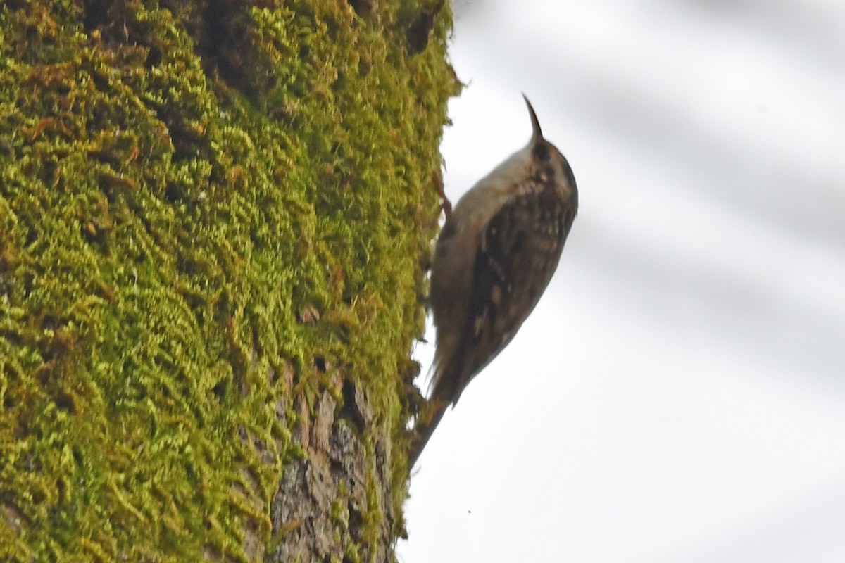Brown Creeper - ML647357596