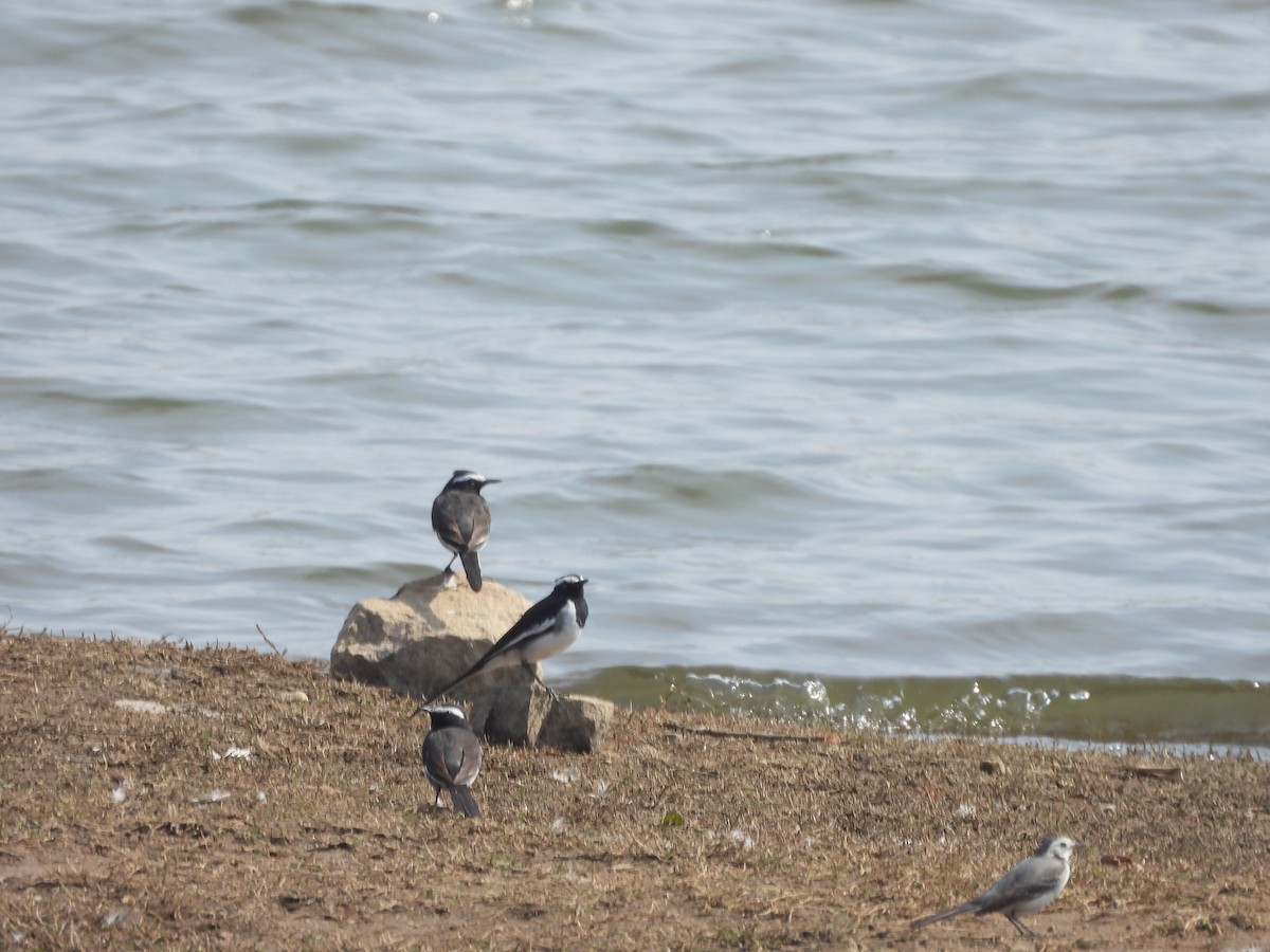 Lavandera India - ML647357598